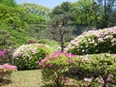 本丸には桜が多く植えられています。開花期には花見の人でにぎわいます。