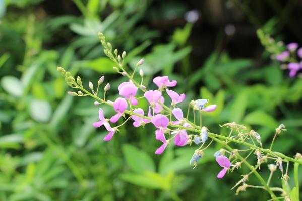 舞鶴公園花だより 秋の野草 旬の情報 舞鶴公園 緑のまちづくり 公益財団法人 福岡市緑のまちづくり協会